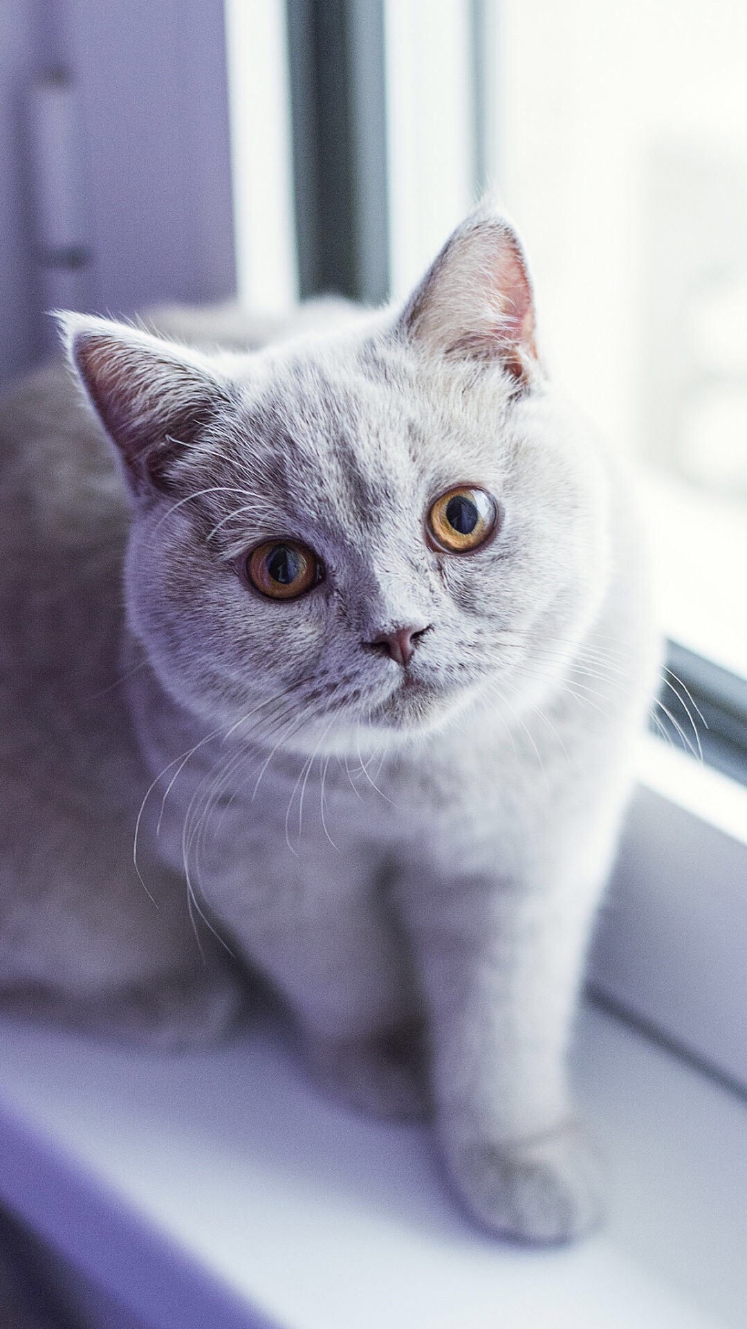 猫猫图片最新，获取与分享指南，萌宠瞬间一网打尽！